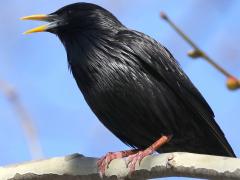 (Spotless Starling) male singing