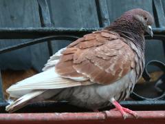 (Feral Pigeon) standing