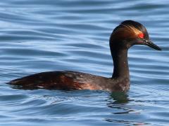 (Eared Grebe) swimming right