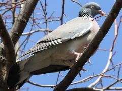 (Common Wood Pigeon) perching