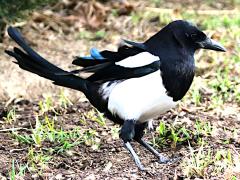 (Eurasian Magpie) stands