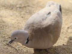 (Eurasian Collared Dove) forages