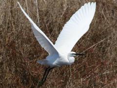 (Little Egret) flight