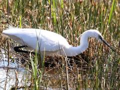 (Little Egret) wading