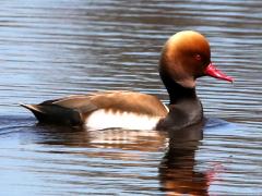 (Red-crested Pochard) male swimming