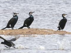 (Great Cormorant) basking