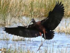 (Glossy Ibis) lands
