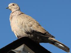 (Eurasian Collared Dove) perching