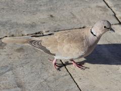 (Eurasian Collared Dove) walking