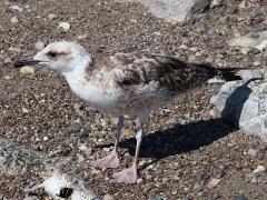 (Yellow-legged Gull) juvenile standing