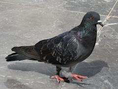 (Feral Pigeon) standing