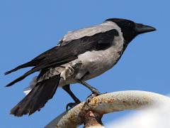 (Hooded Crow) profile