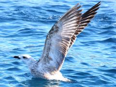 (Yellow-legged Gull) juvenile flaps