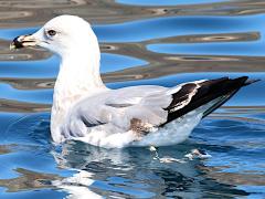 (Yellow-legged Gull) swimming