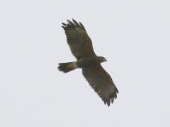 (Harris's Hawk) glide