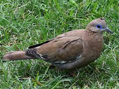 (West Peruvian Dove) standing