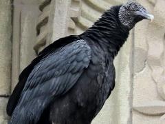 (Black Vulture) gargoyle