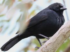 (Scrub Blackbird) perching