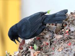 (Scrub Blackbird) picking