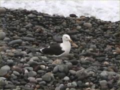 (Kelp Gull) standing