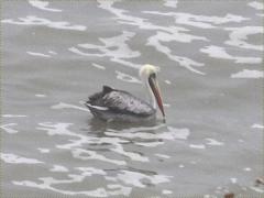 (Peruvian Pelican) swimming