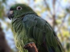 (Mealy Amazon Parrot) standing