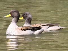 (Yellow-billed Teal) duo