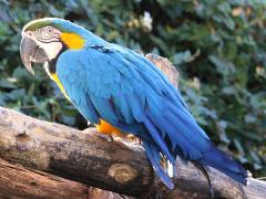 (Blue-and-Gold Macaw) standing
