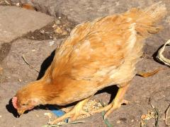 (Domestic Chicken) chick