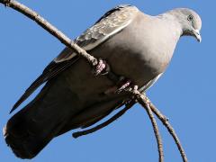 (Spot-winged Pigeon) perching