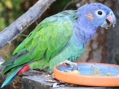 (Blue-headed Parrot) standing