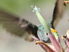 (Amazilia Hummingbird) hovers