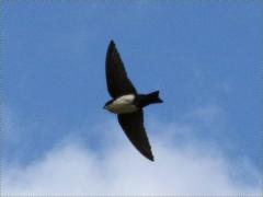 (Blue-and-White Swallow) flight