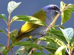 (Blue-capped Tanager) perching