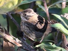 (Rufous-collared Sparrow) juvenile