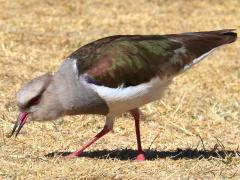 (Andean Lapwing) feeds