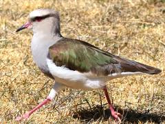 (Andean Lapwing) running