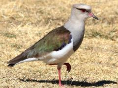 (Andean Lapwing) standing