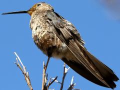 (Giant Hummingbird) perching