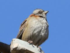 (Rufous-collared Sparrow) standing