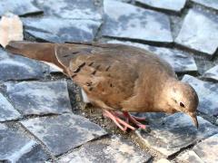 (Ruddy Ground Dove) female