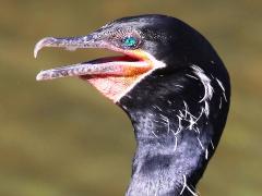 (Neotropic Cormorant) basking
