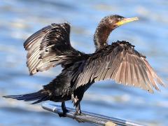 (Neotropic Cormorant) cooling