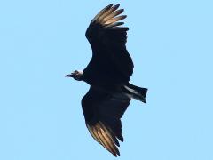 (Black Vulture) flight