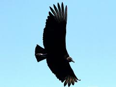 (Black Vulture) soars