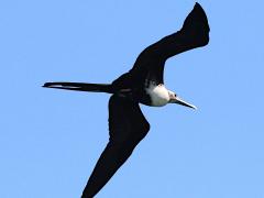 (Magnificent Frigatebird) juvenile soars