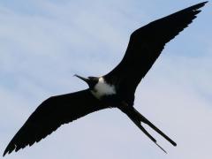 (Magnificent Frigatebird) female soars