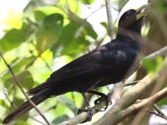 (Red-rumped Cacique) lateral