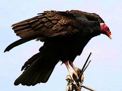 (Turkey Vulture) perching