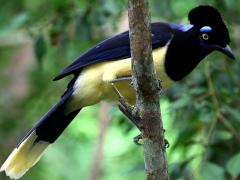 (Plush-crested Jay) perching